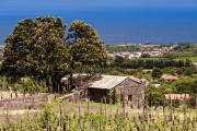 Monaci delle Terre Nere